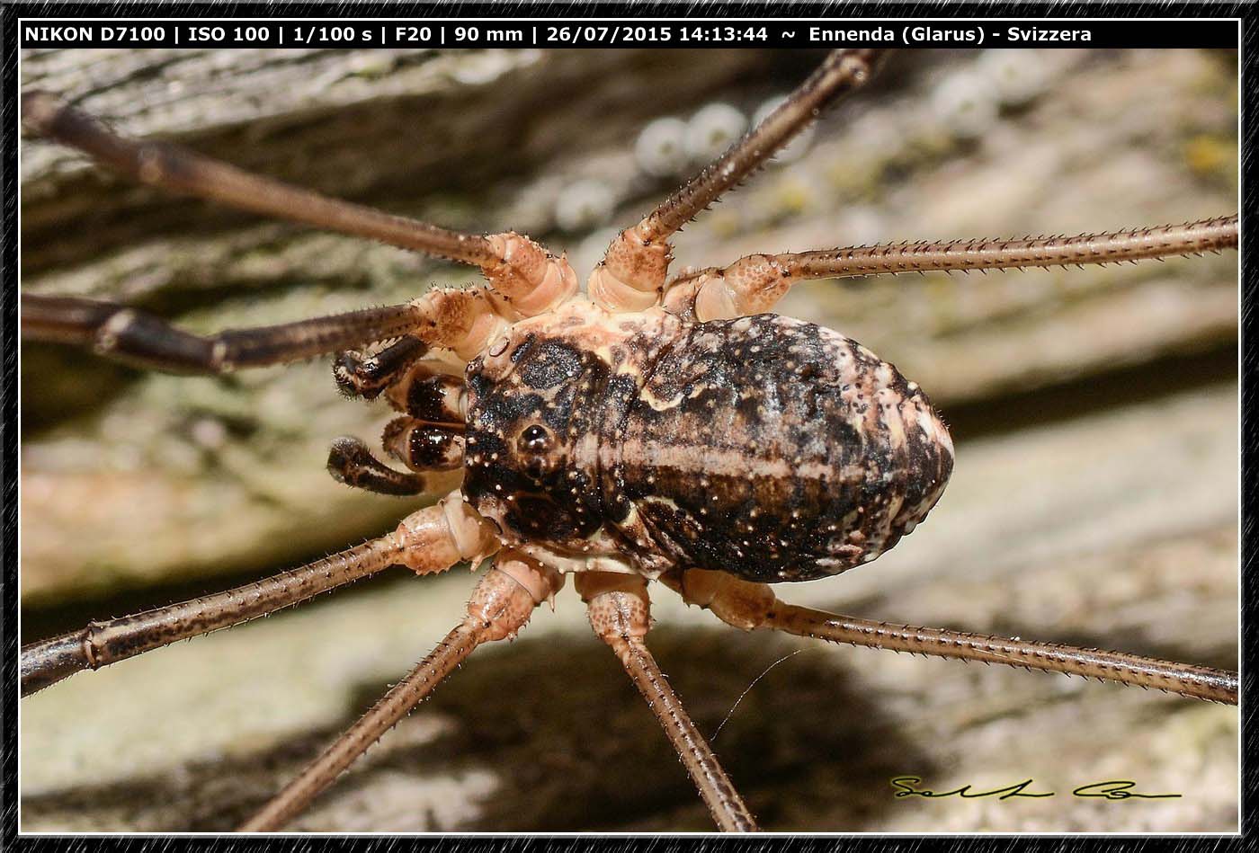 Mitopus morio (Phalangiidae)  - Ennenda (Svizzera)